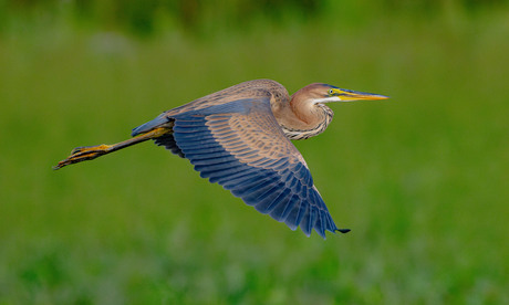 Purperreiger