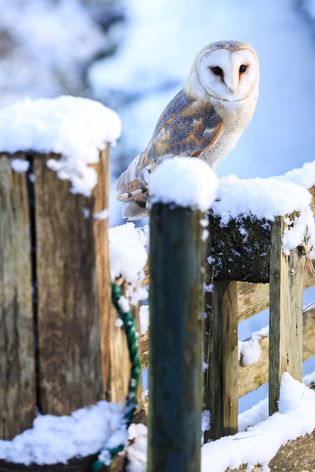Kerkuil in de sneeuw...