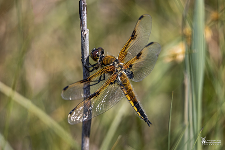 Amsterdamse Waterleidingduinen