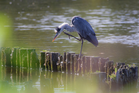 De denkende reiger :)