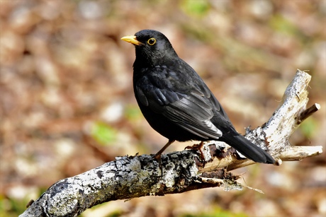 Turdus merula..