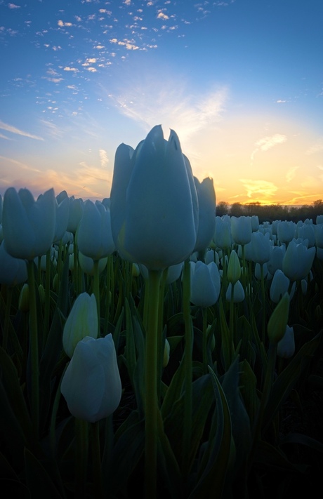 White at the sunset