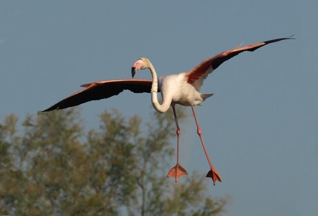 Flamingo