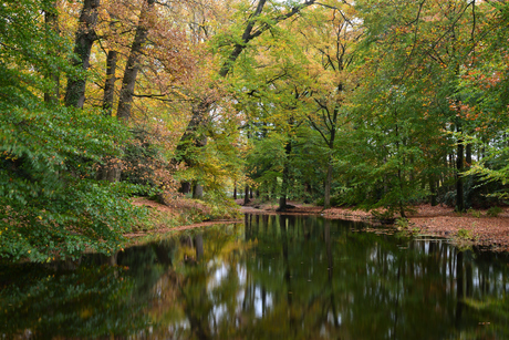 Een bosvijver in de Herfst