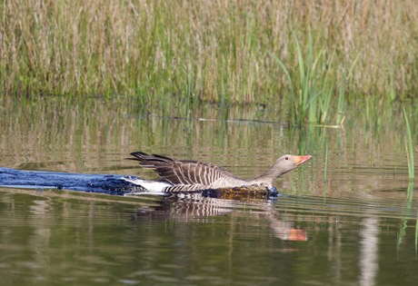 grauwe gans