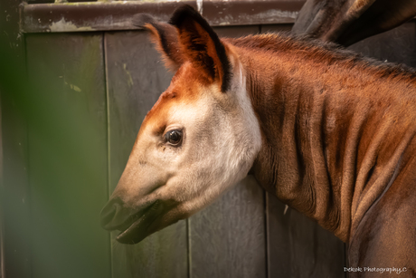 Jonge Okapi .