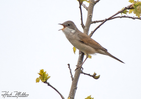 Grasmus (Sylvia communis)