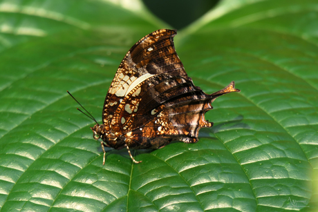 gouden vlinder