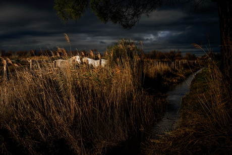 Witte paarden onder dreigende hemel