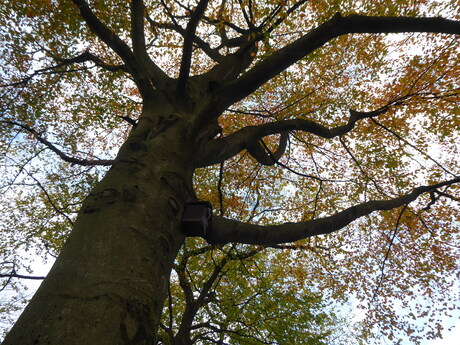 Een boom in de herfst