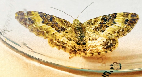 Motje