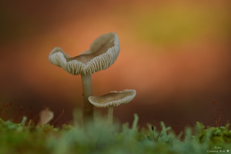 Genieten in het bos 