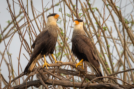 Mr & Mrs Noordelijke kuifcaracara