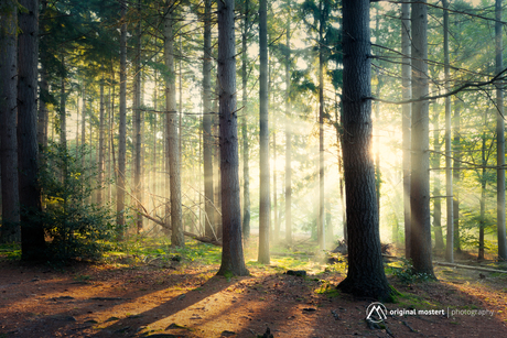 Ochtendlicht in bos...