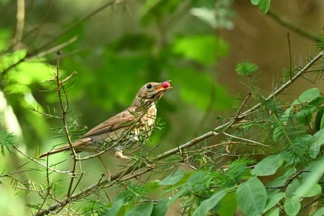 Zanglijster haalt besjes voor zijn/haar kleintjes