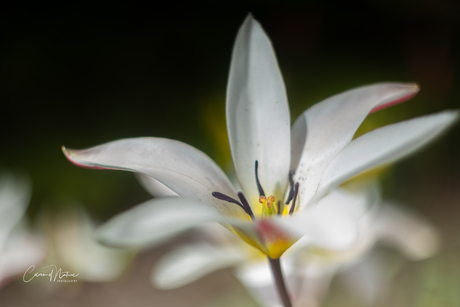 Floating in the wind 