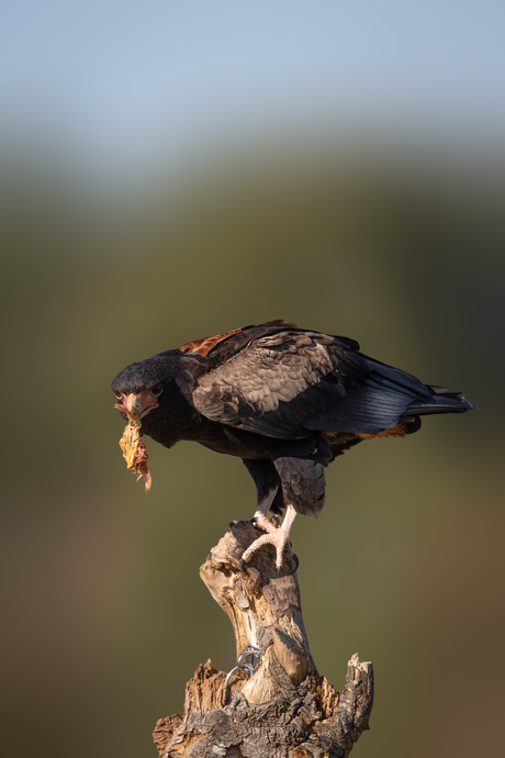 Bateleur