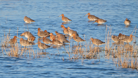 Grutto's groeperen zich