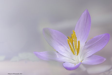 Symbool voor de lente.