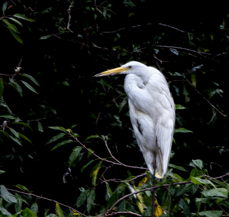 zilverreiger