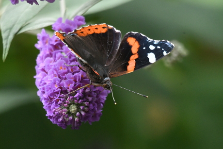 Vlinders in de tuin