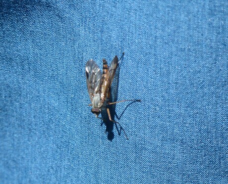 Snipvlieg met schaduw 2