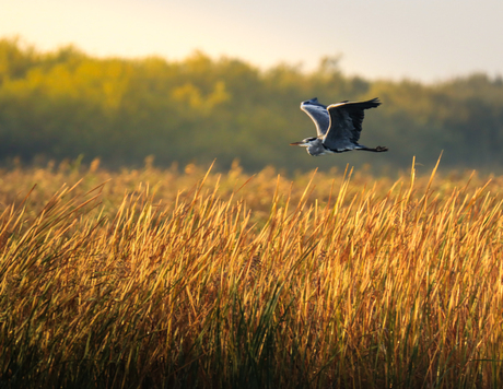 "Vlucht Naar De Ochtendgloren: De Blauwe Reiger"