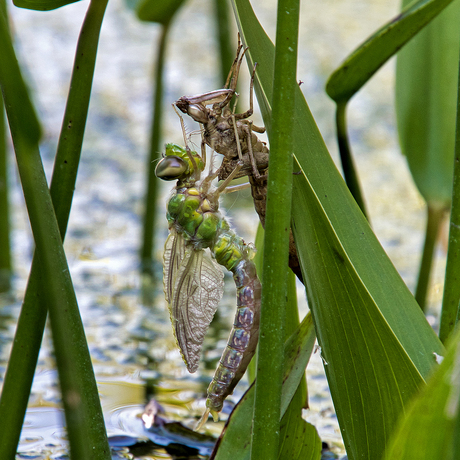 Uitgeslopen libelle