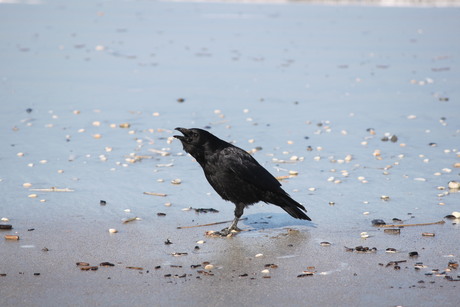 black bird