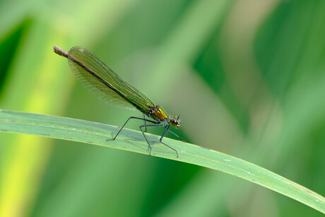wijdebeekjuffer vrouwtje