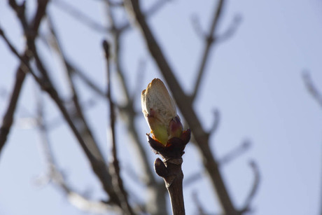 Kastanjeknop op uitbarsten