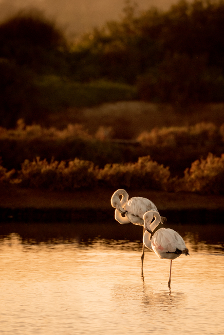 Flamingo's tijdens zonsondergang 