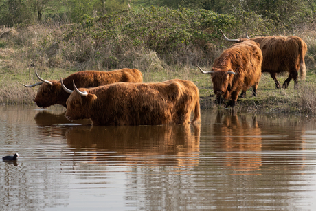 Schotse Hooglanders