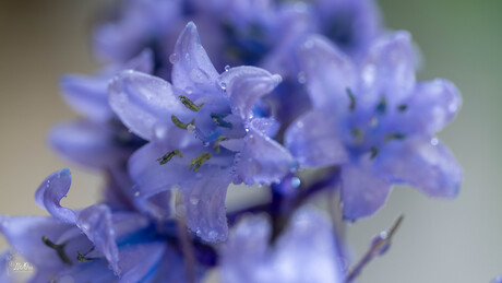 Blauwe klokjes