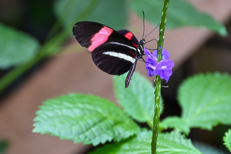 Heliconius Erato (Zoo Planckendael België)