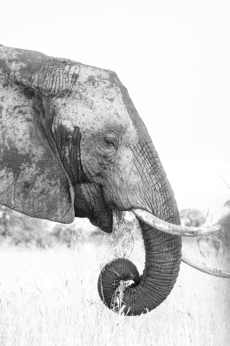 Grazende olifant