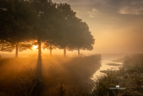 Een mistige zonsopkomst met bomen