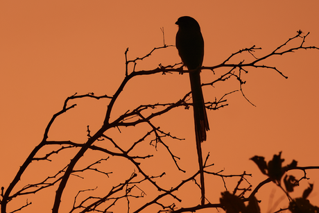 Magpie shrike