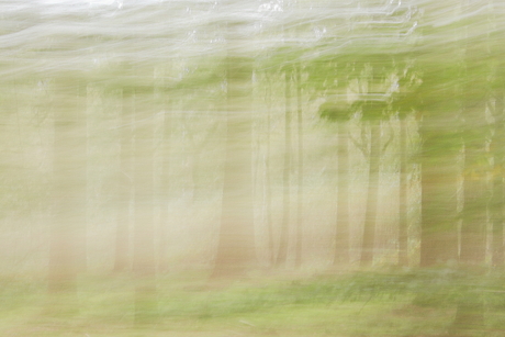 Trees in motion