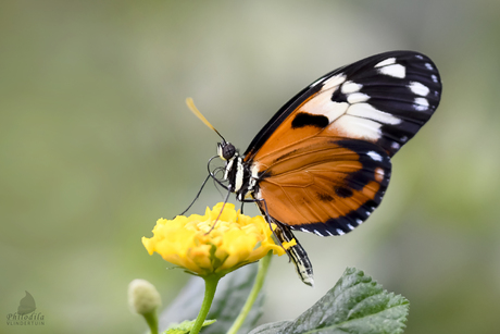 Heliconius hecale melicerta