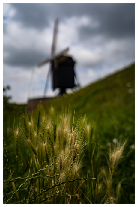Molen