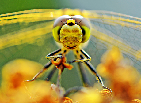 Big eyes