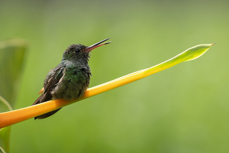 Hummingbird in Belize