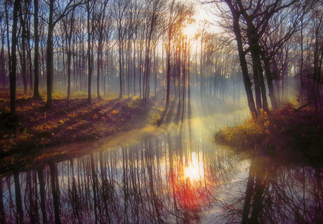 Het bos