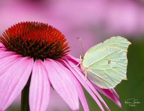 Prachtige combinatie 