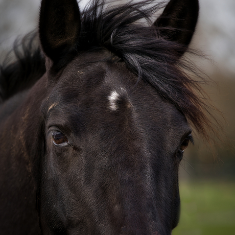 Ogen van het paard