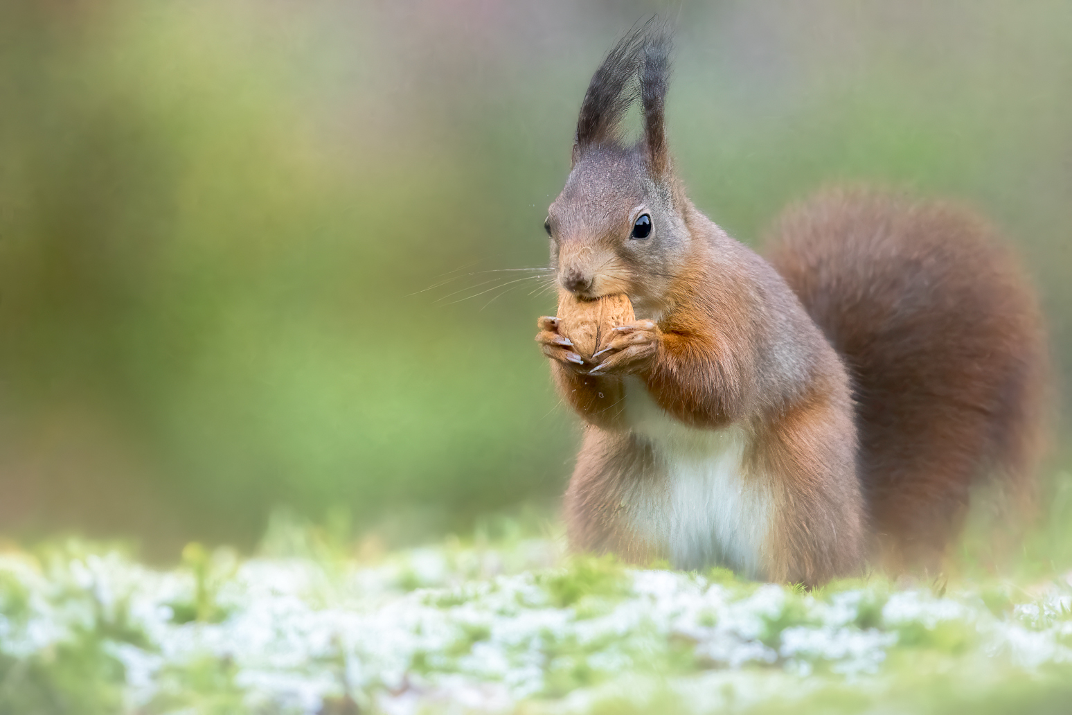 Een Beetje Winter - Foto Van Betty-Zijlstra - Dieren - Zoom.nl