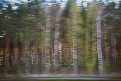 Moving forest