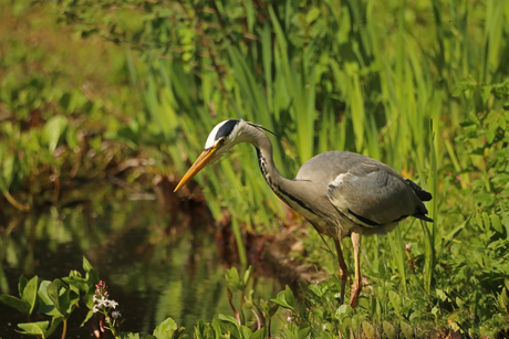 Blauwe Reiger
