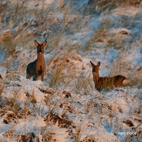 Twee reeën in de sneeuw 